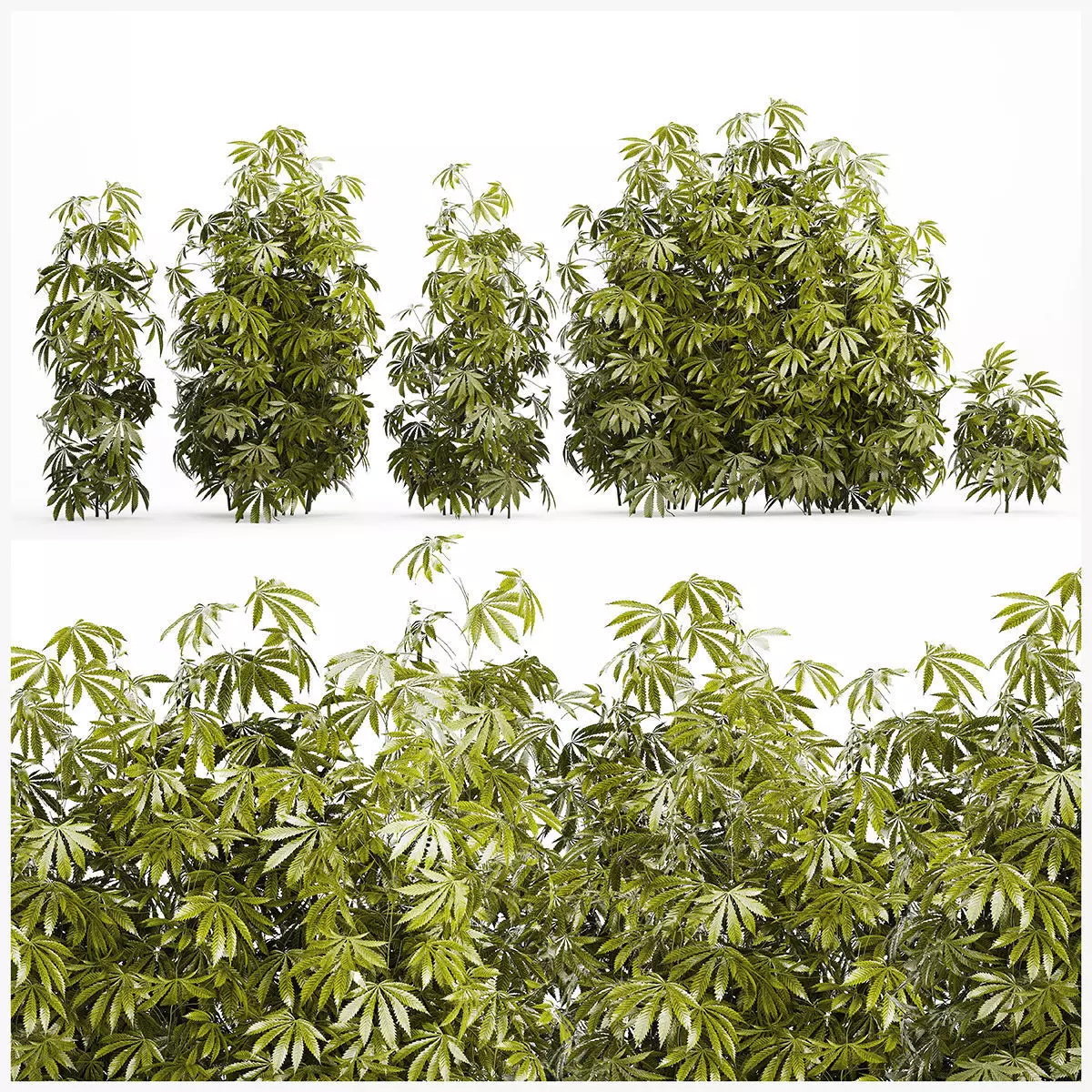 Collection bushes Garden Hemp Marijuana Cannabis Set 1488 3D model