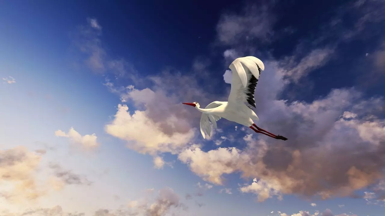 Stork animation Low-poly 3D model_4