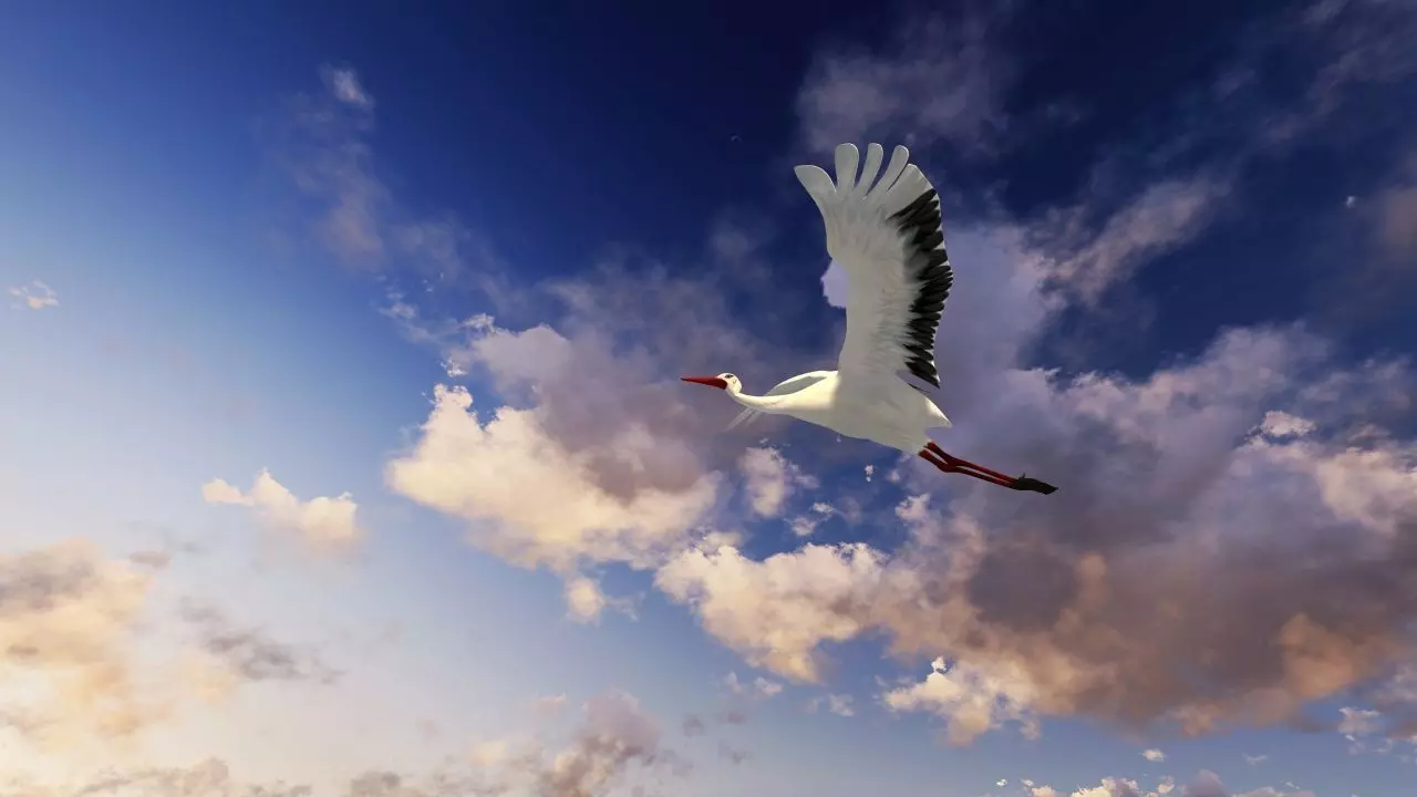 Stork animation Low-poly 3D model_5