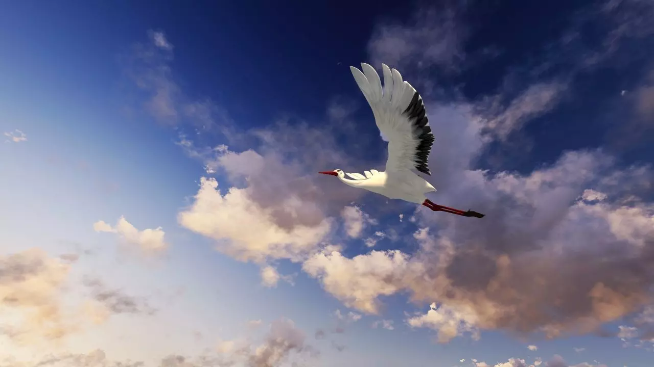 Stork animation Low-poly 3D model_6