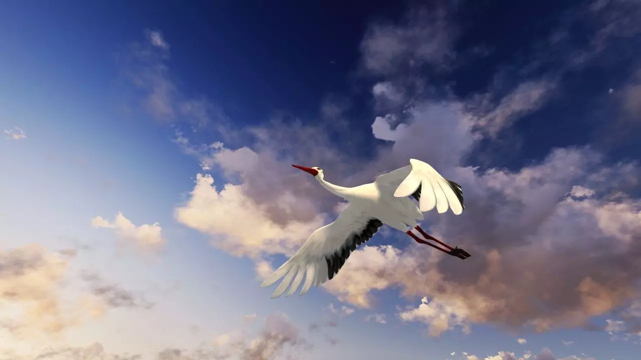 Stork animation Low-poly 3D model_2