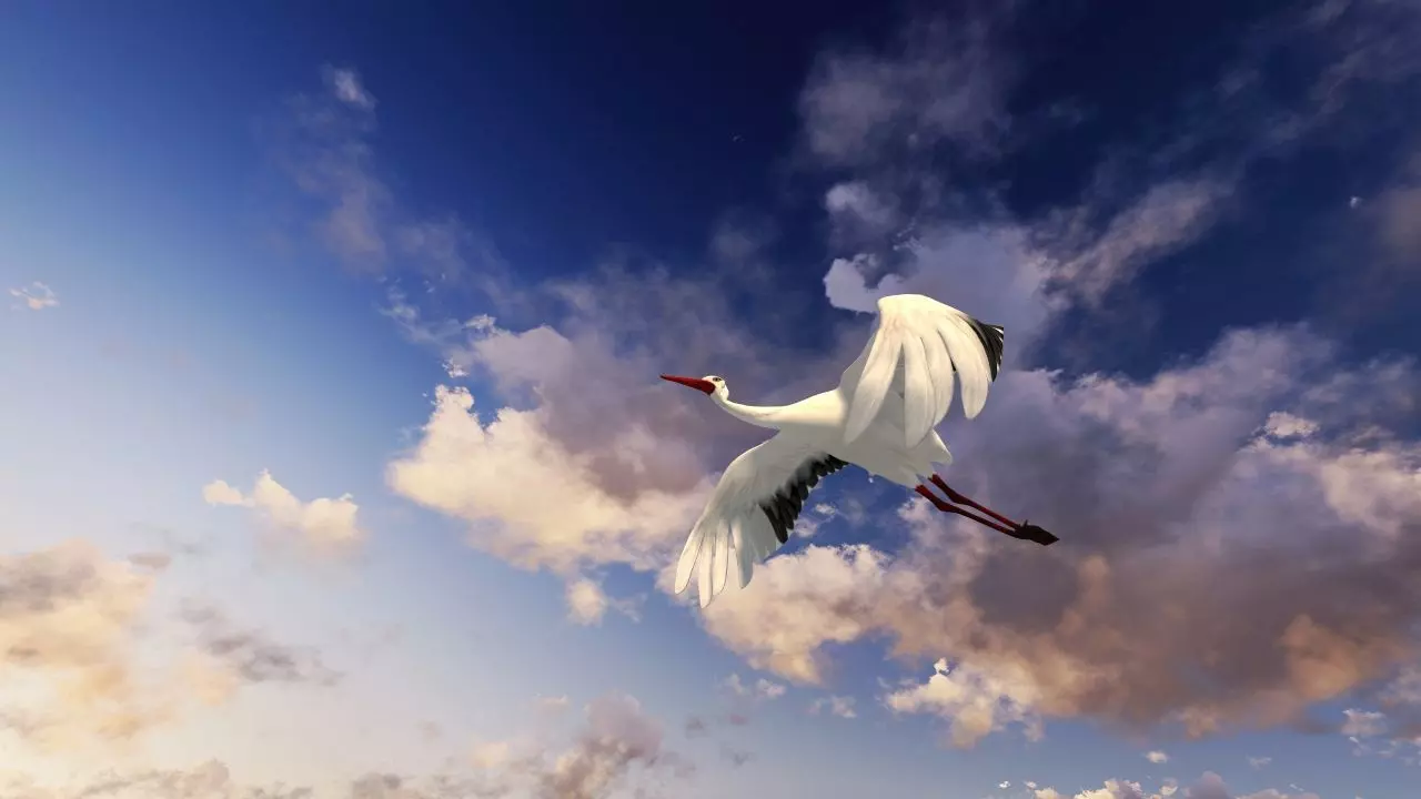 Stork animation Low-poly 3D model_3