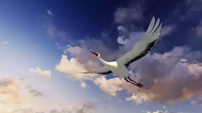Stork animation