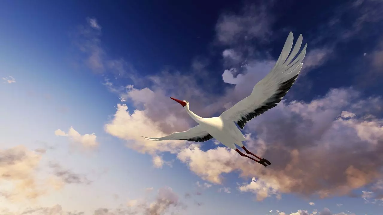 Stork animation Low-poly 3D model_0