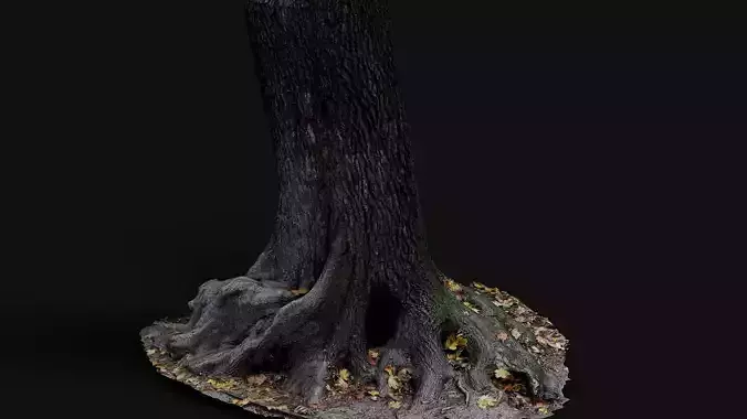 tree trunk big roots PBR photogrammetry