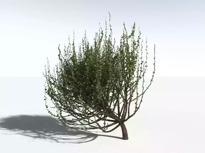 EVERYPlant Spiny Saltbush -18 Models- 3D model