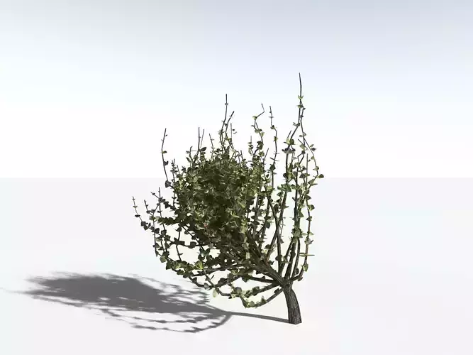 EVERYPlant Spiny Saltbush LowPoly -18 Models- Low-poly 3D model