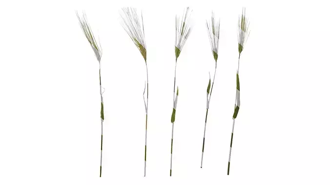 Anydrafts Hordeum vulgare Atlas 04