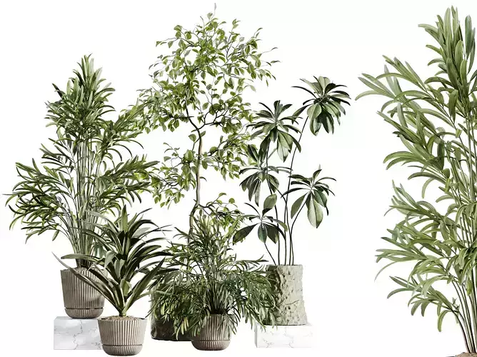 AV Indoor Plants Set 304 Palm Marginata Lemon Ficus