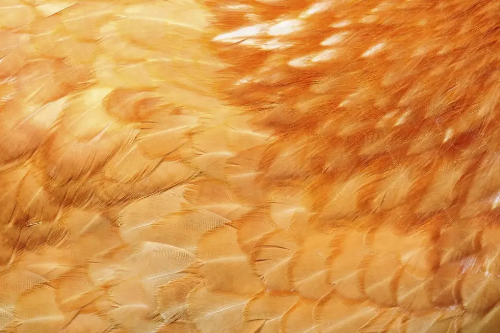 Chicken Egg Develipment Charecters 1-22 Day Low-poly 3D model Low-poly 3D model_5