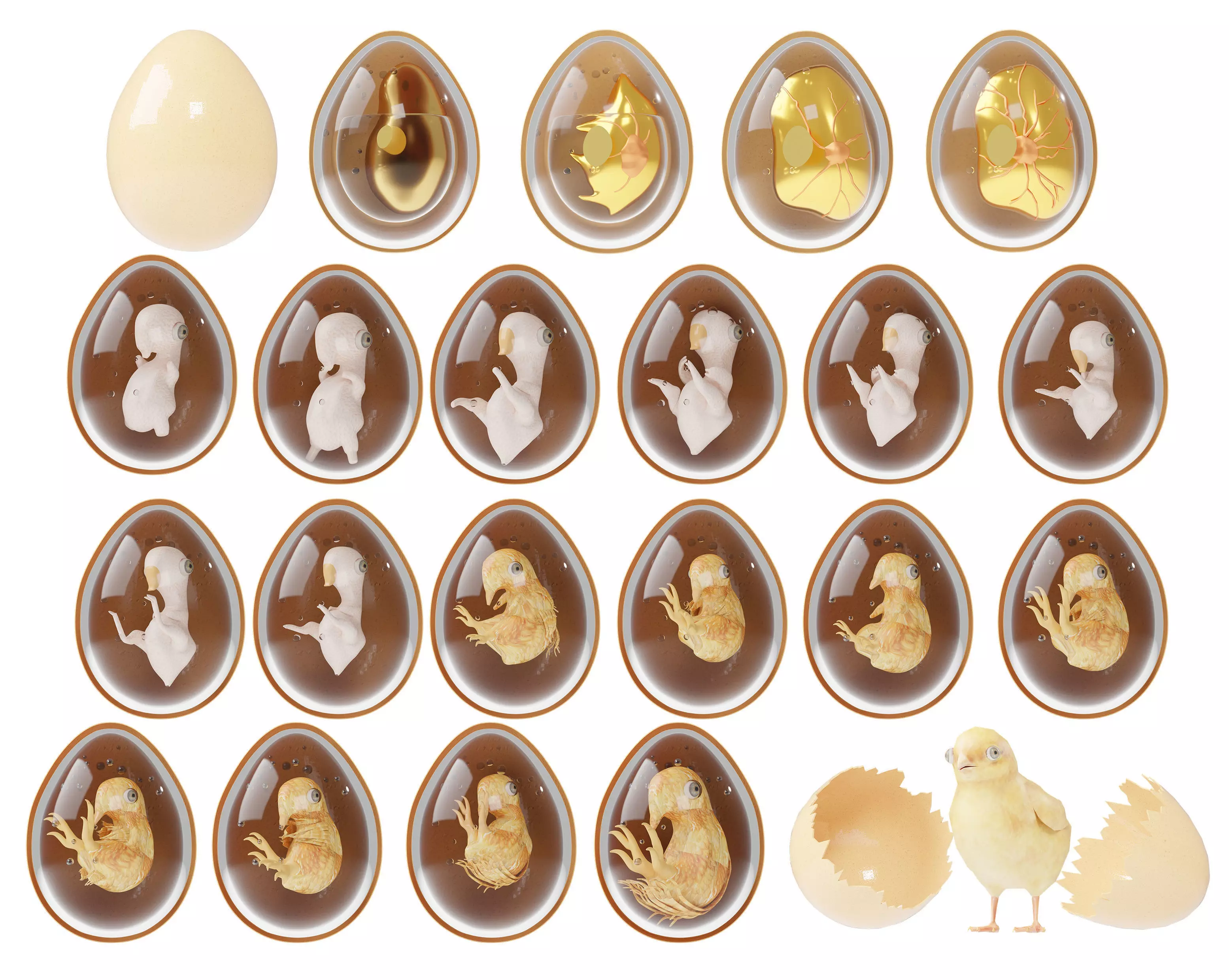 Chicken Egg Develipment Charecters 1-22 Day Low-poly 3D model Low-poly 3D model_1
