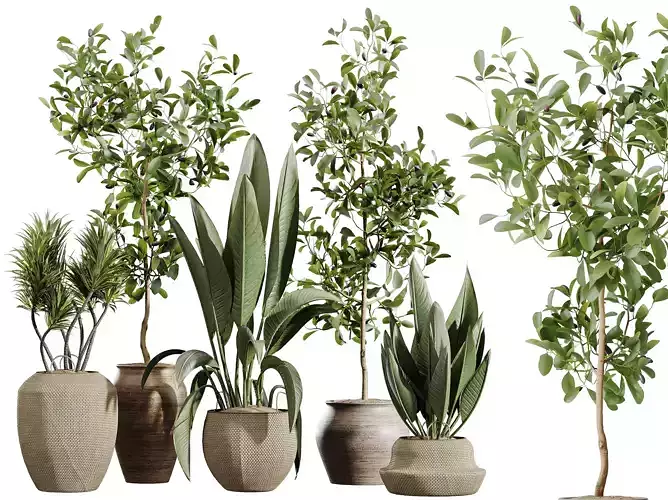 AV Indoor Plants Set 305 Banana Nicolai Aquatica Yucca