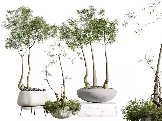 AV Indoor Plants Set 306 Japandi Minimalism Ficus Marginata