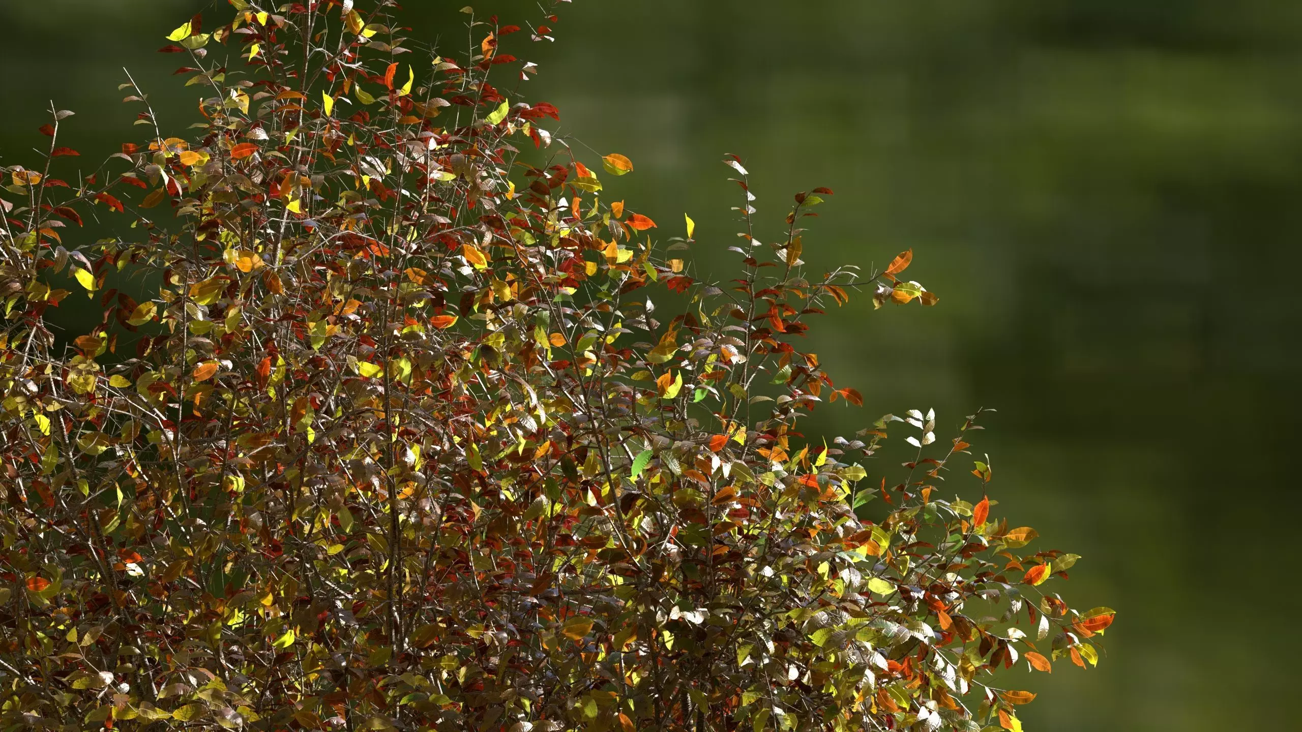 High quality Cherry Tree 01 Autumn 3D model