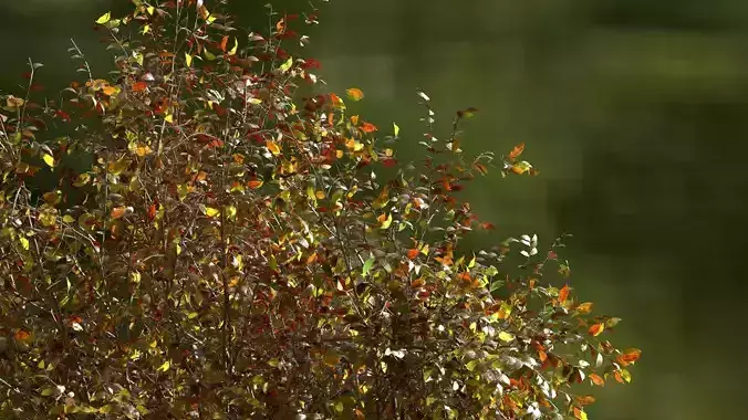 High quality Cherry Tree 01 Autumn