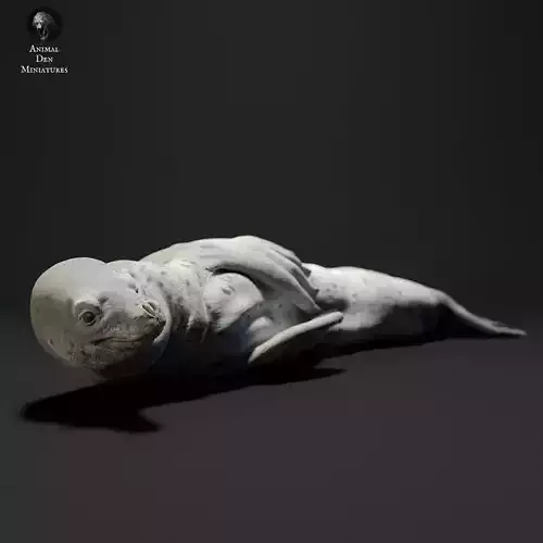 Leopard Seal Lying 