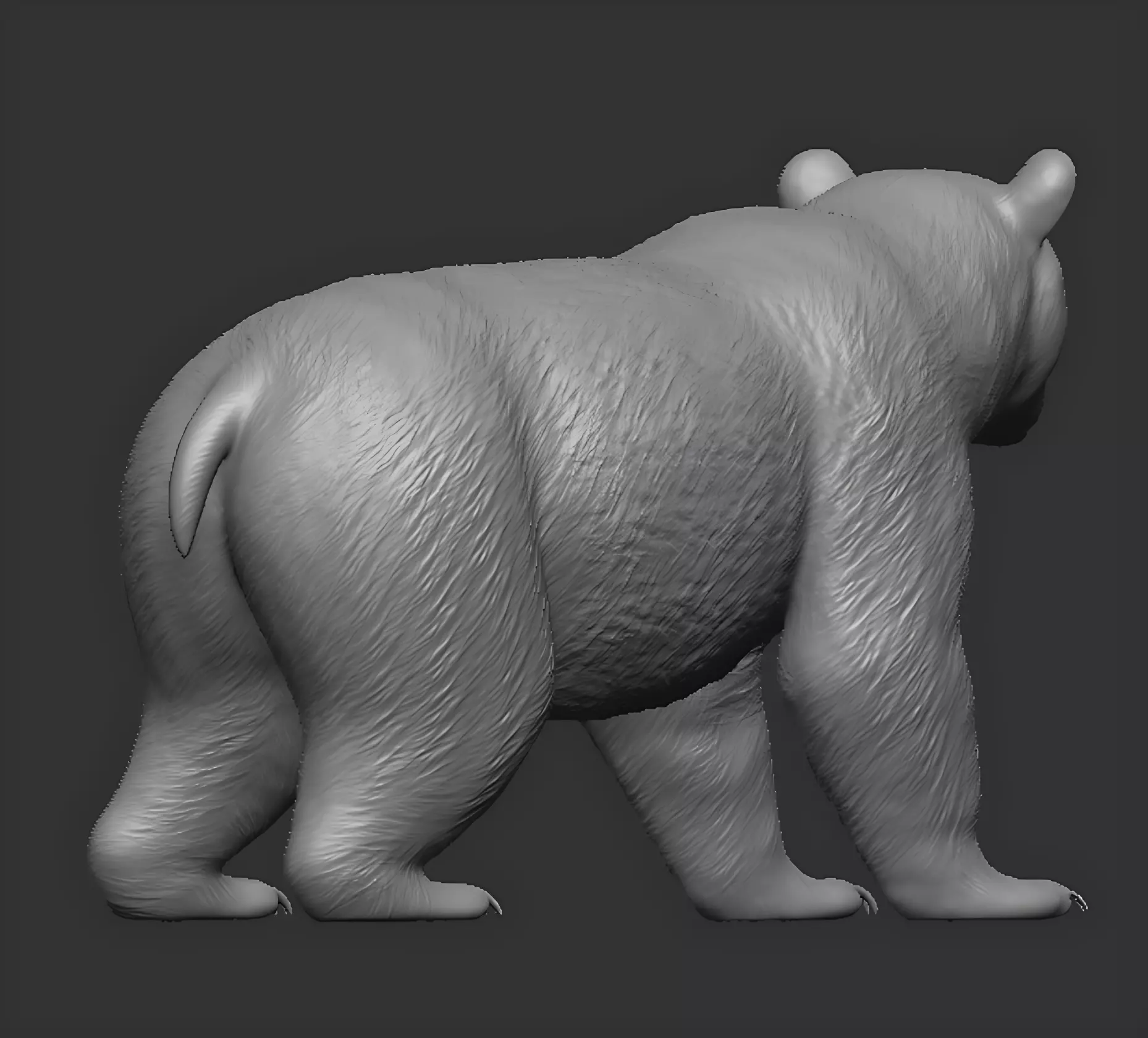 American black bear 3D print model_3