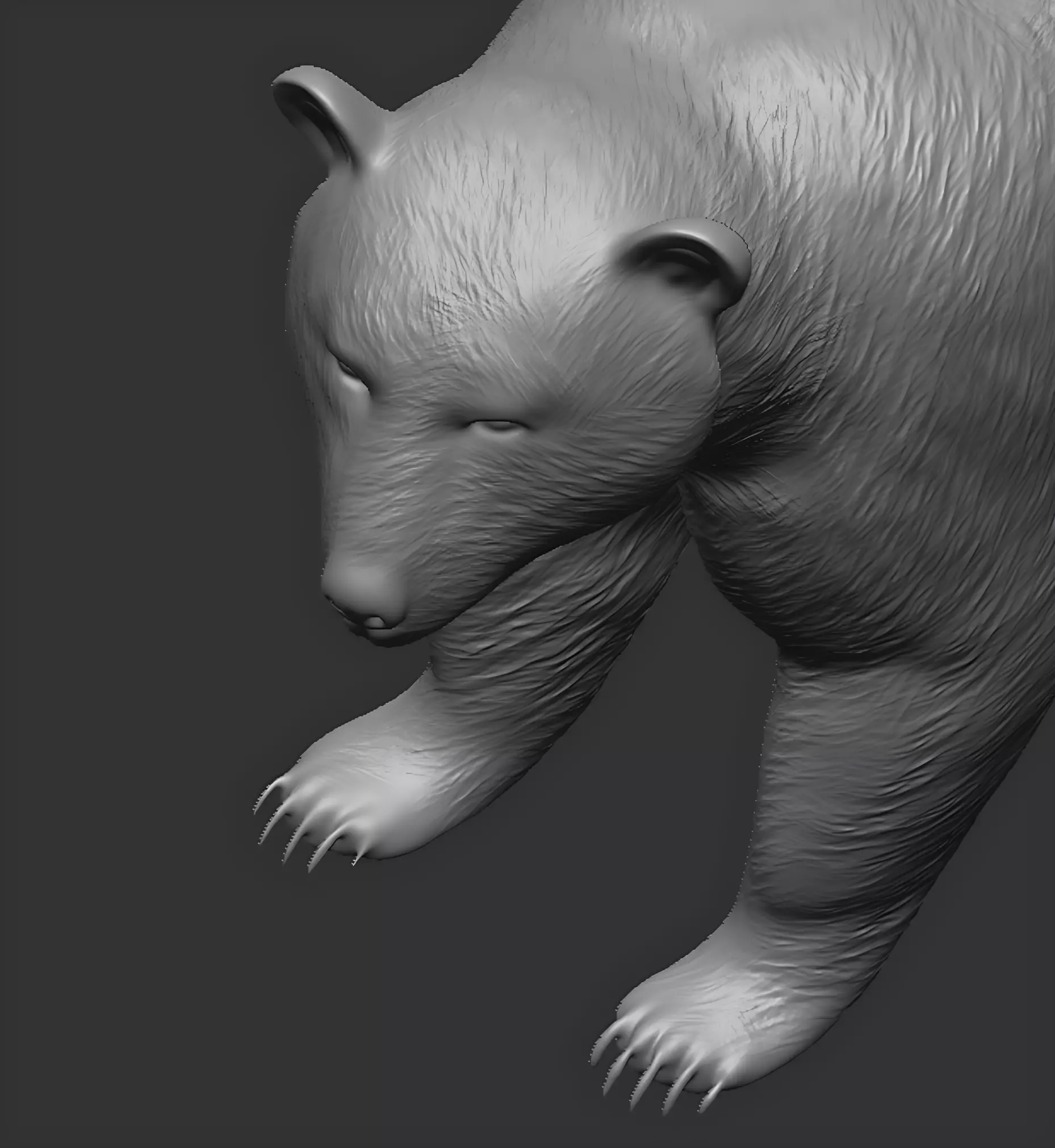 American black bear 3D print model_20