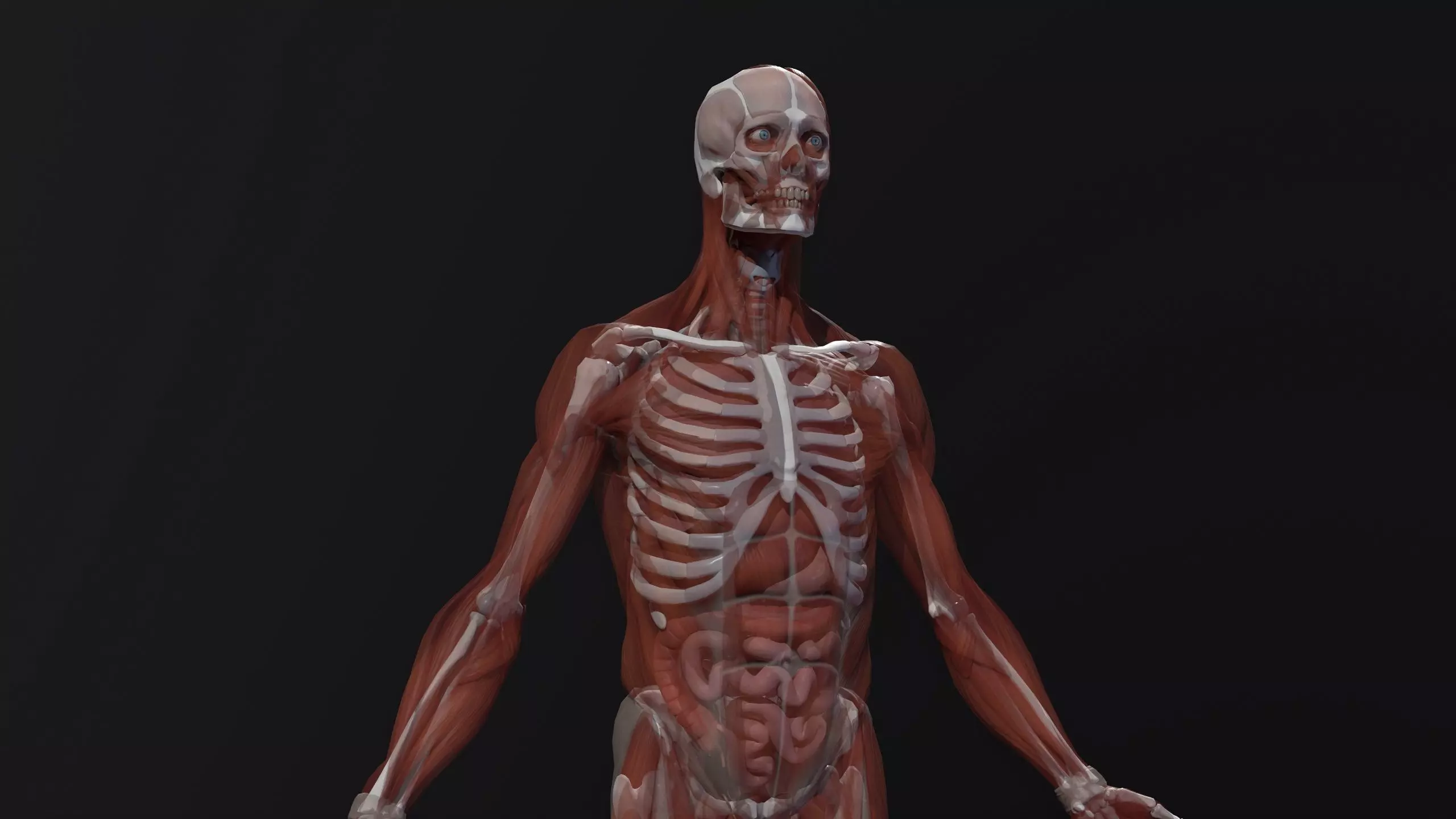 Complete Human Anatomy Low-poly 3D model_0