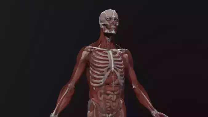 Complete Human Anatomy Low-poly 3D model