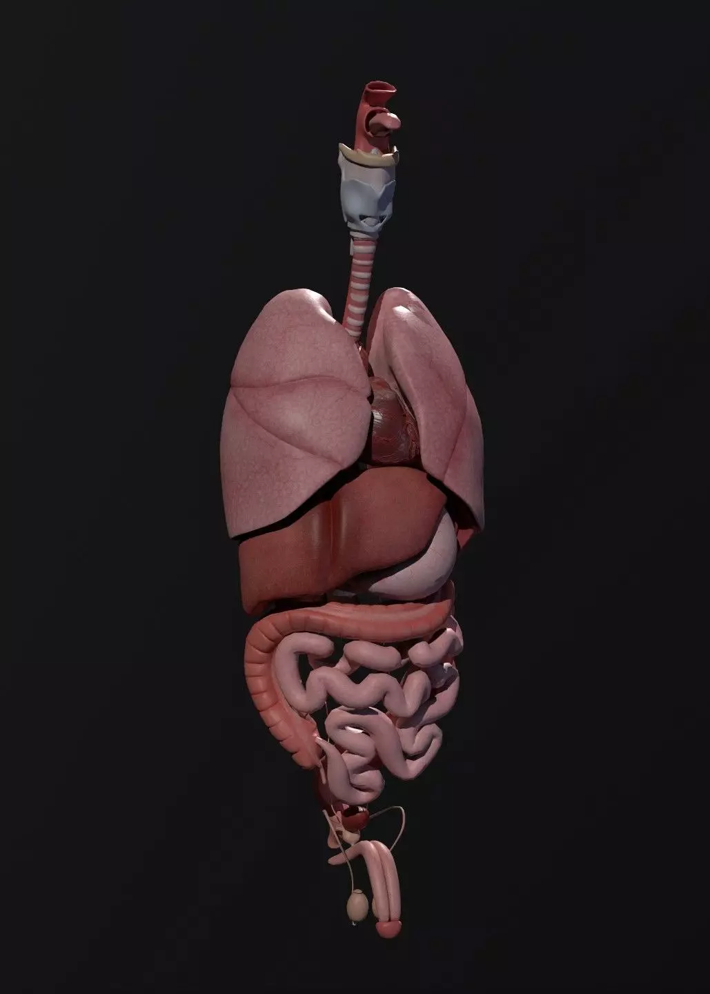 Complete Human Anatomy Low-poly 3D model_6