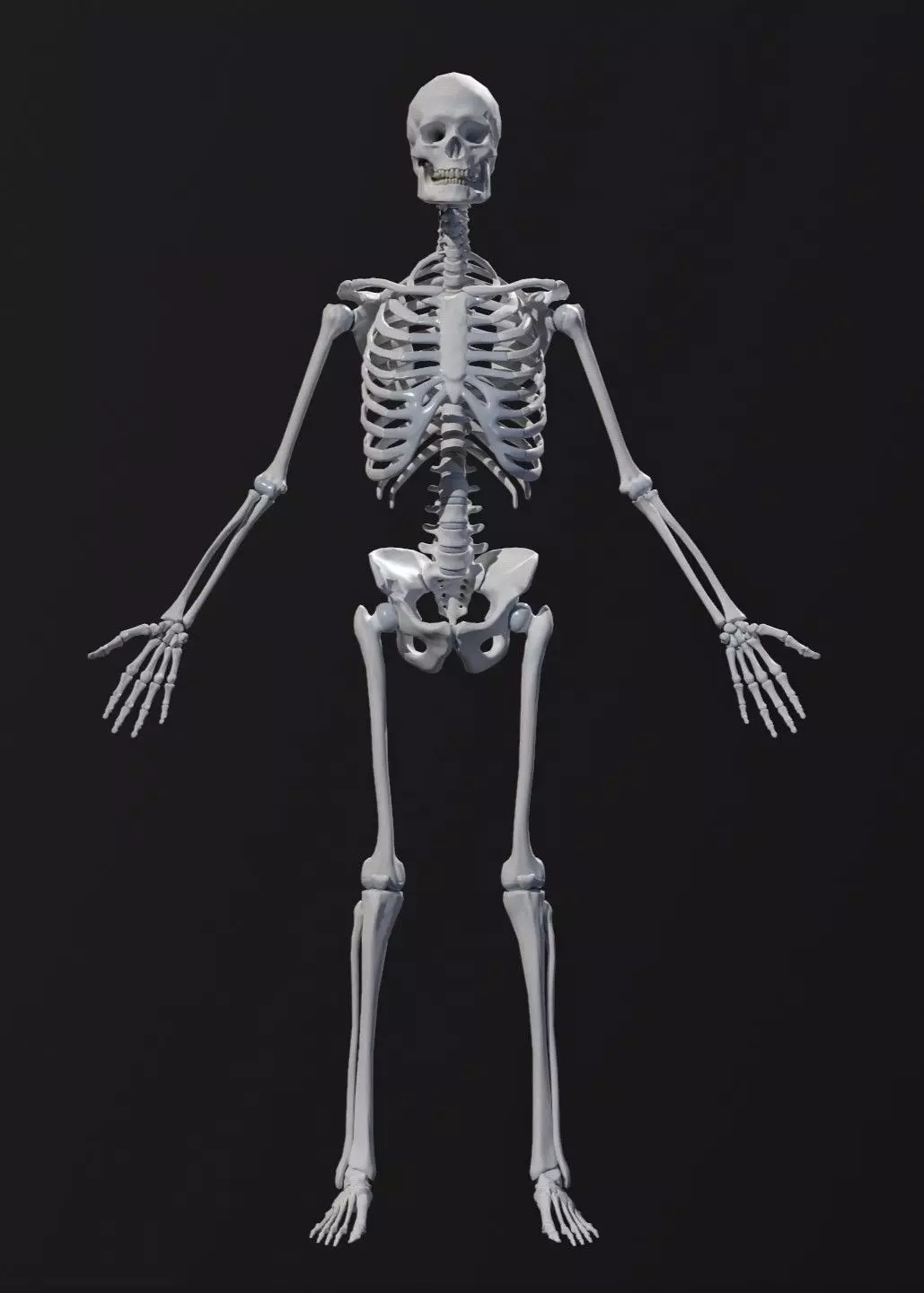 Complete Human Anatomy Low-poly 3D model_5