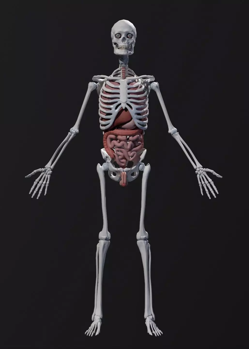 Complete Human Anatomy Low-poly 3D model_4
