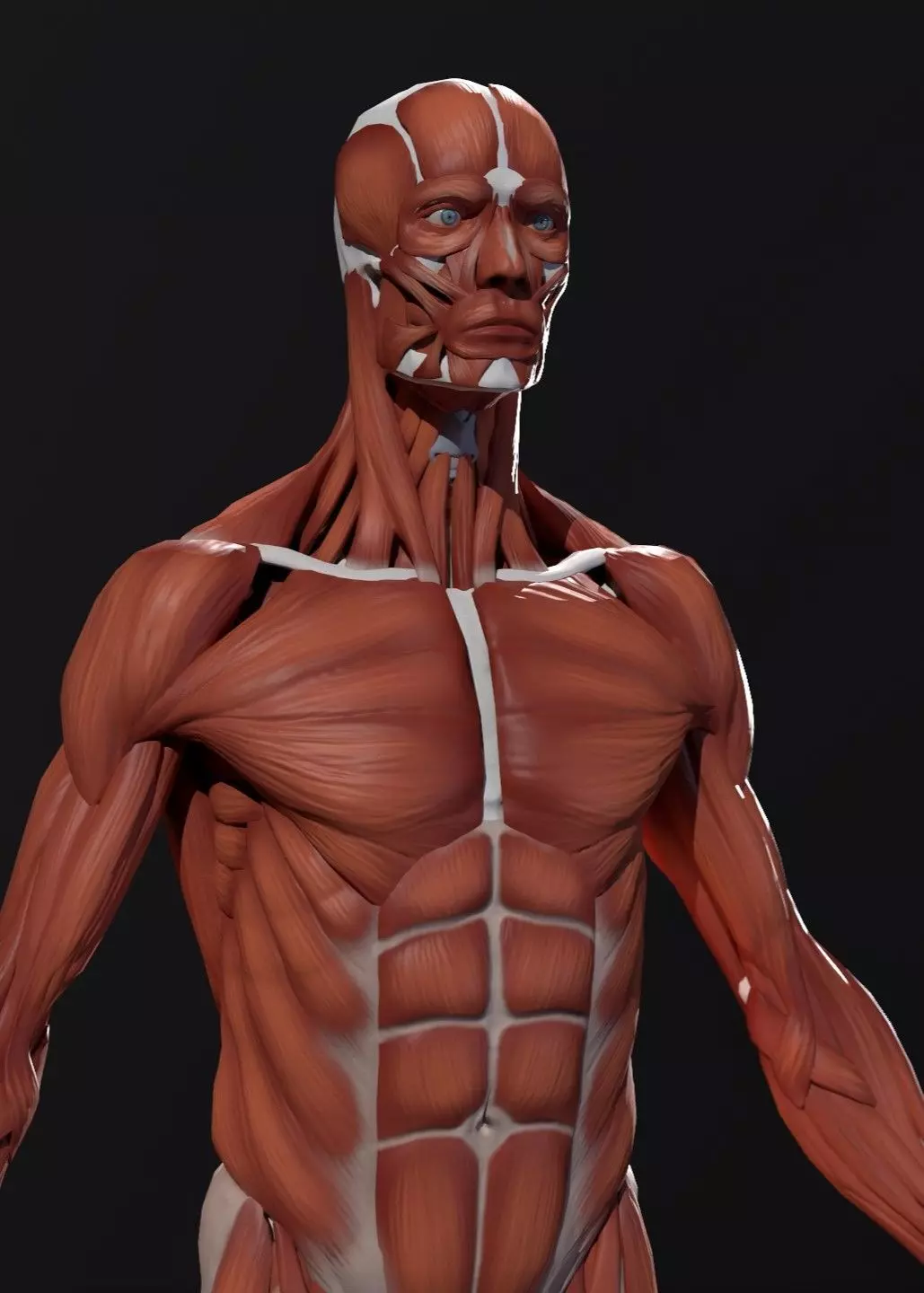 Complete Human Anatomy Low-poly 3D model_2