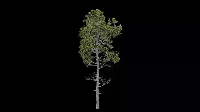 Pine Tree with Leaves