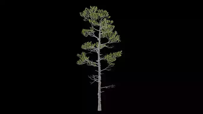 Pine Tree with Leaves