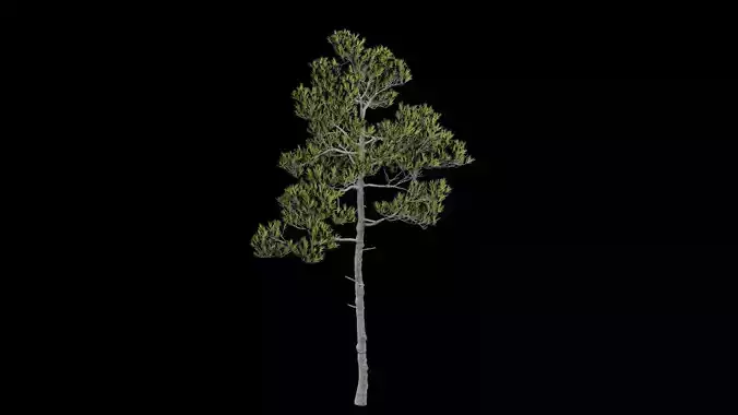 Pine Tree with Leaves