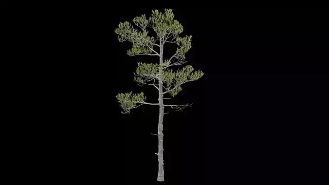 Pine Tree with Leaves