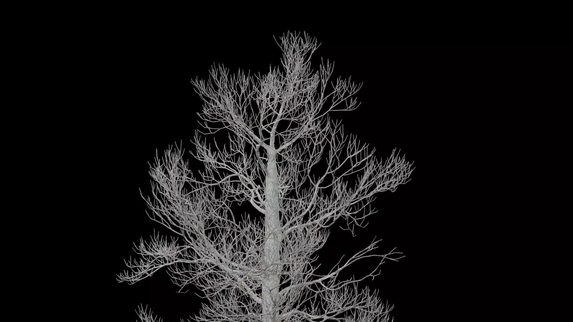 Pine Tree No Leaves Low-poly 3D model_1