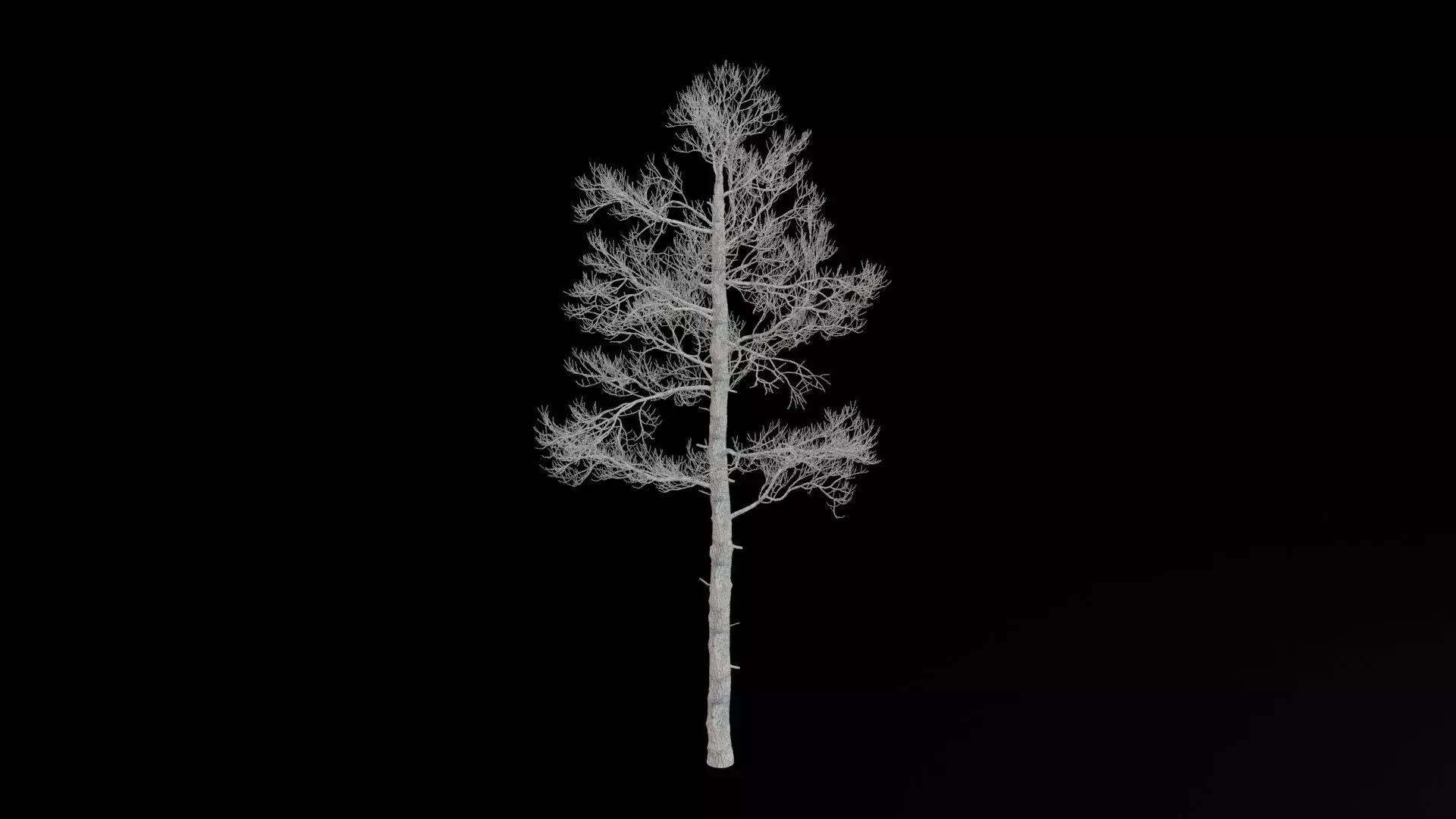 Pine Tree No Leaves Low-poly 3D model_7