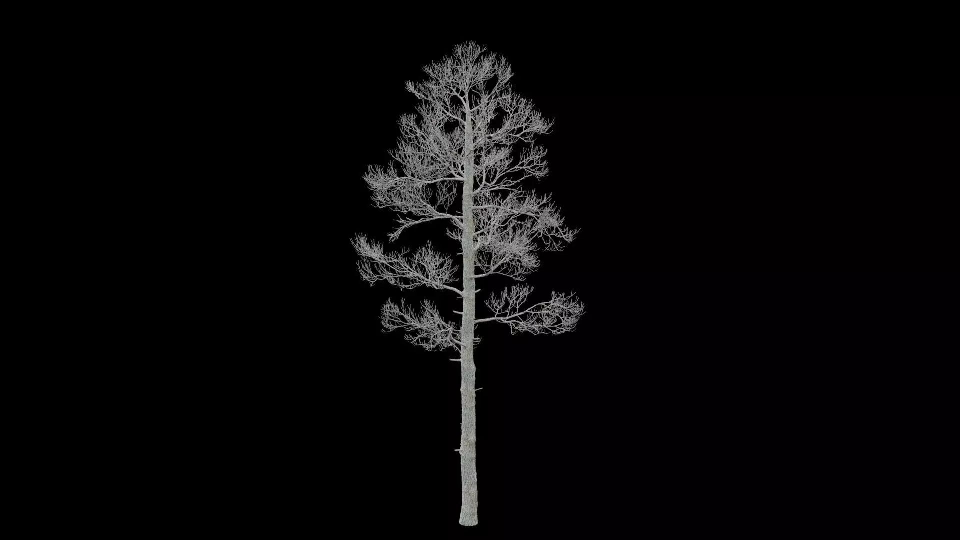 Pine Tree No Leaves Low-poly 3D model_0