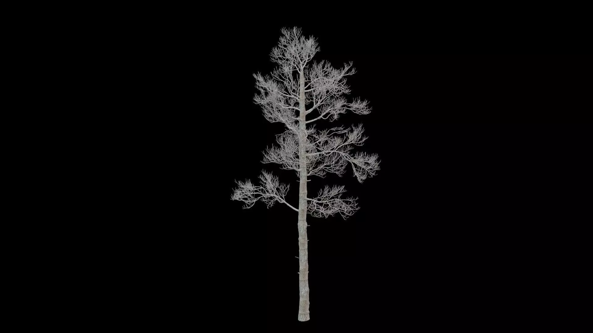 Pine Tree No Leaves Low-poly 3D model_4
