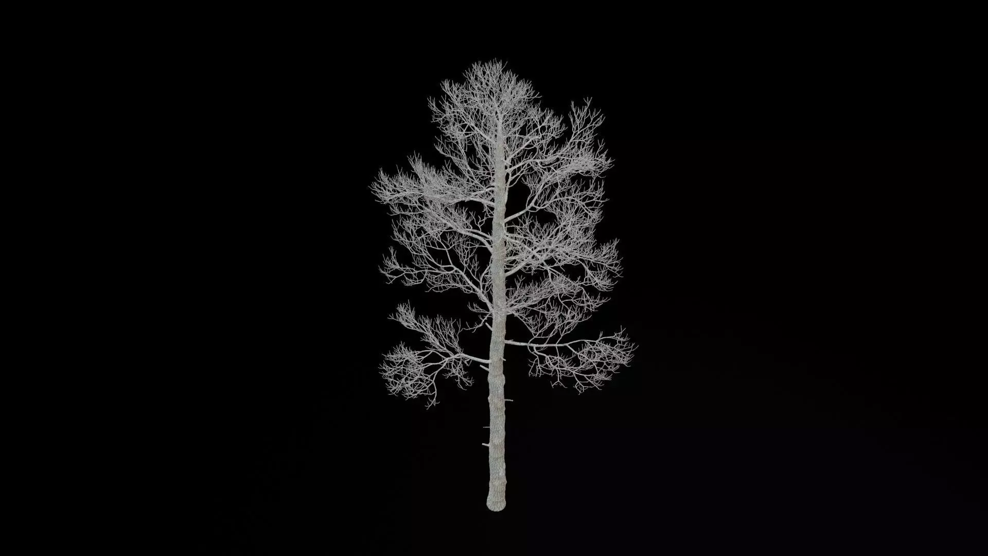 Pine Tree No Leaves Low-poly 3D model_6