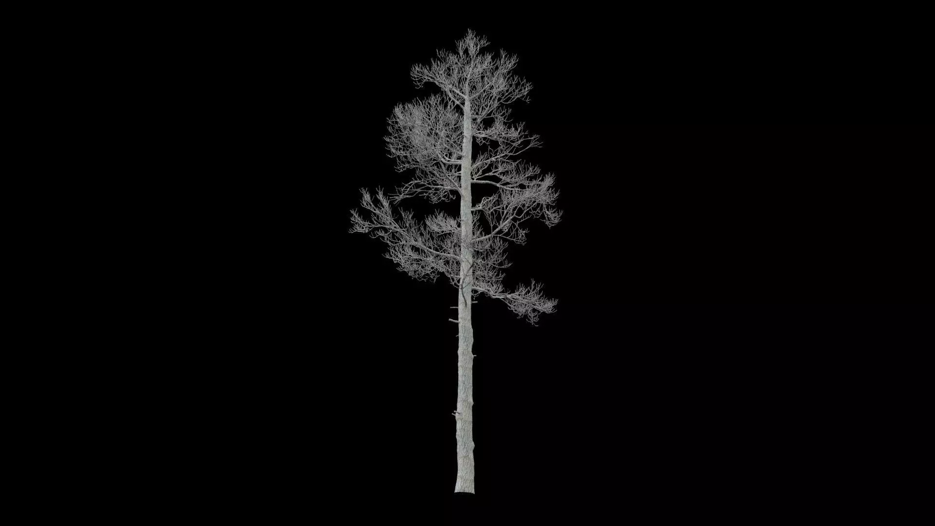 Pine Tree No Leaves Low-poly 3D model_5