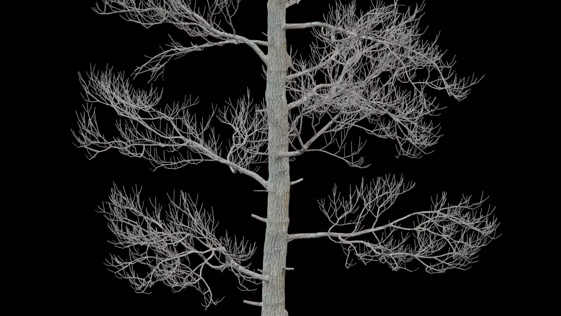 Pine Tree No Leaves Low-poly 3D model_2