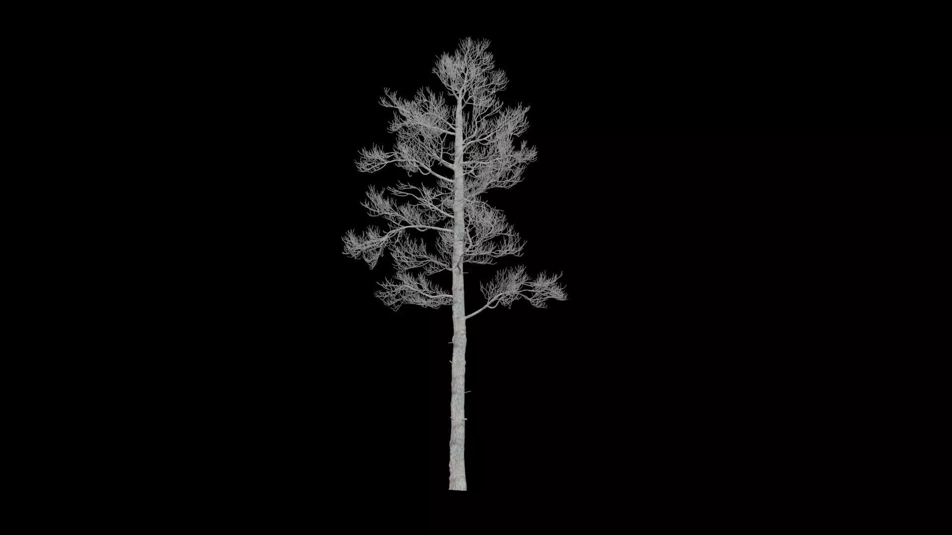 Pine Tree No Leaves Low-poly 3D model_3