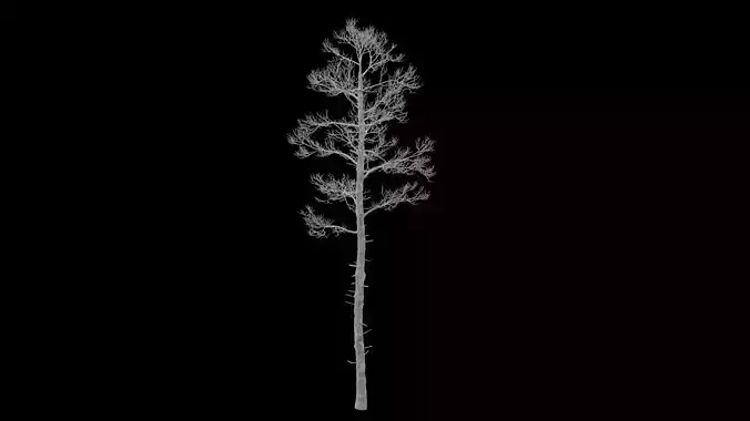 Pine Tree No Leaves