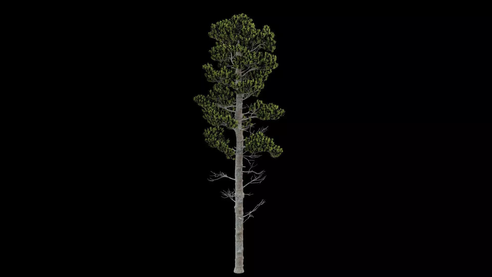 Pine Tree with Leaves Low-poly 3D model_0