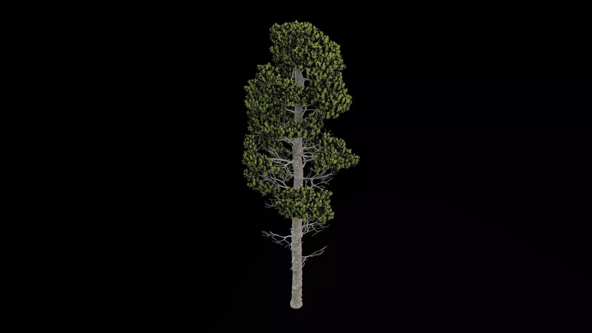 Pine Tree with Leaves Low-poly 3D model_6
