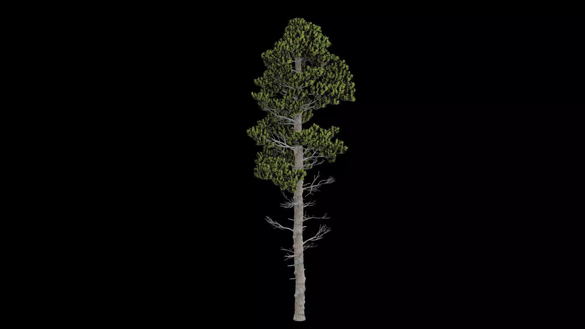 Pine Tree with Leaves Low-poly 3D model_4