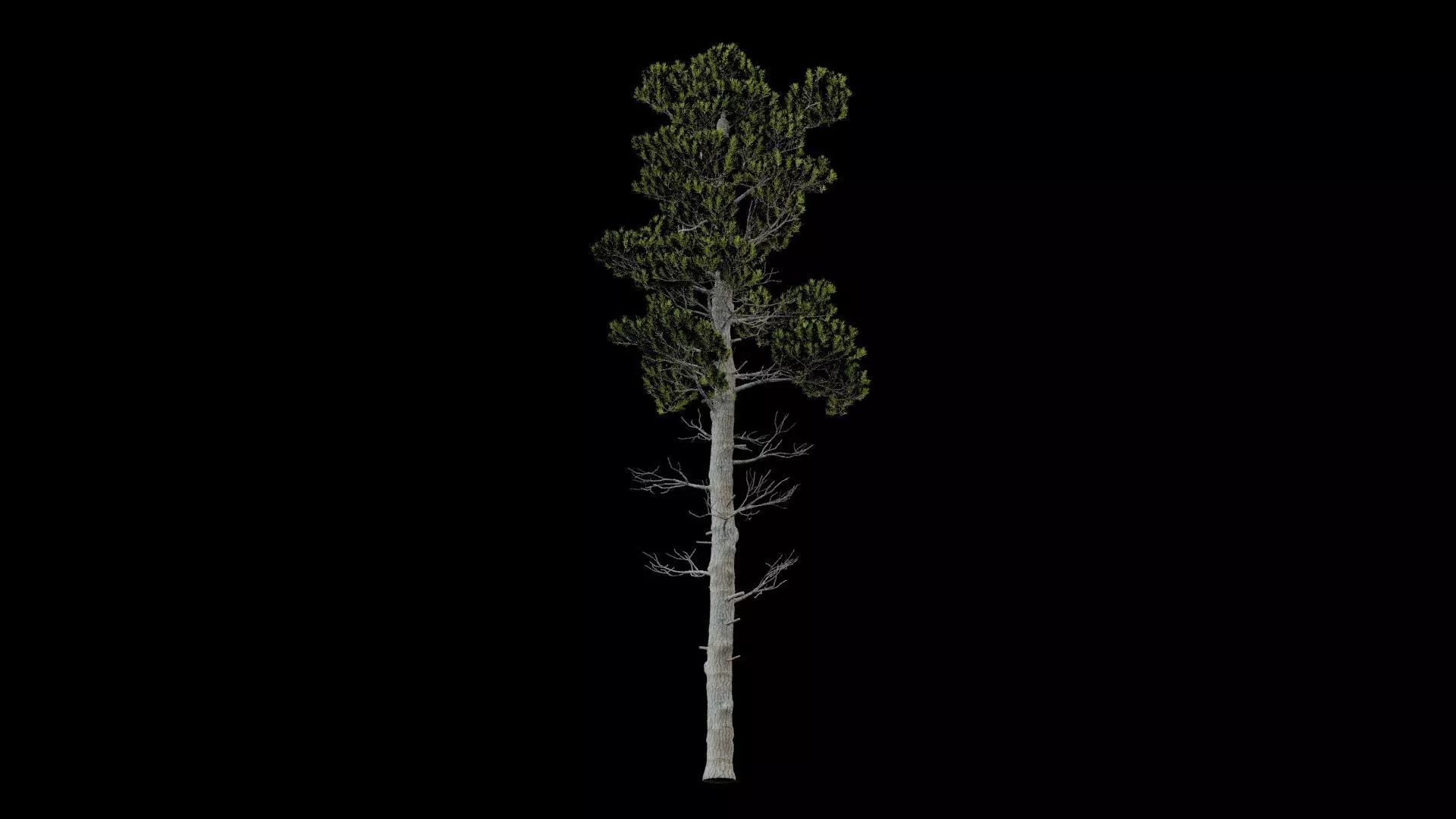 Pine Tree with Leaves Low-poly 3D model_5