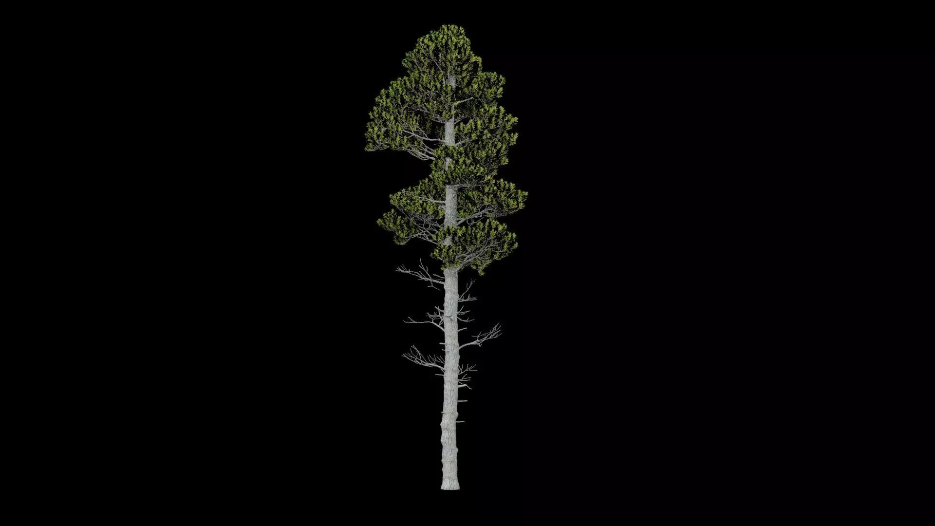 Pine Tree with Leaves Low-poly 3D model_3