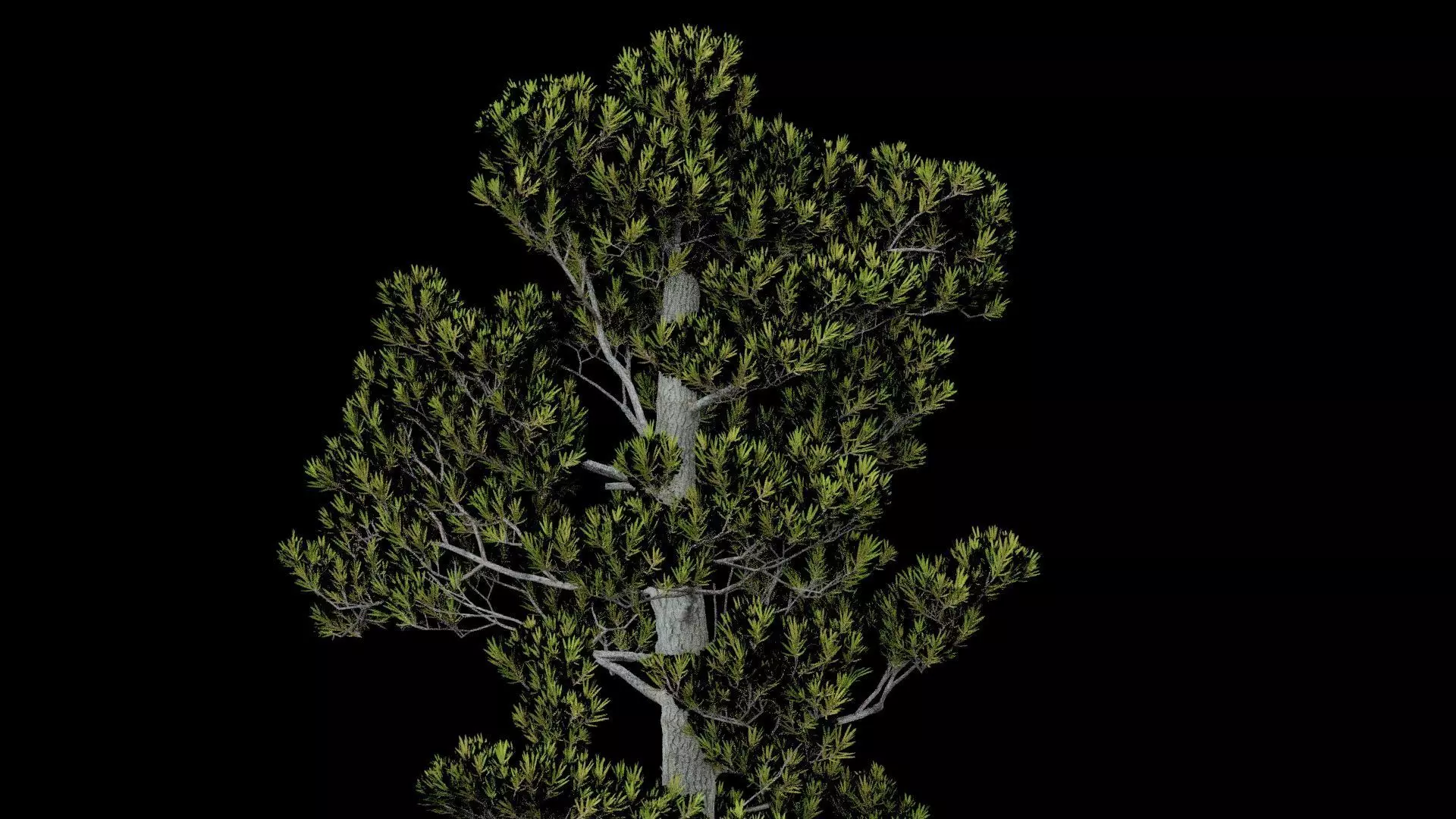 Pine Tree with Leaves Low-poly 3D model_1