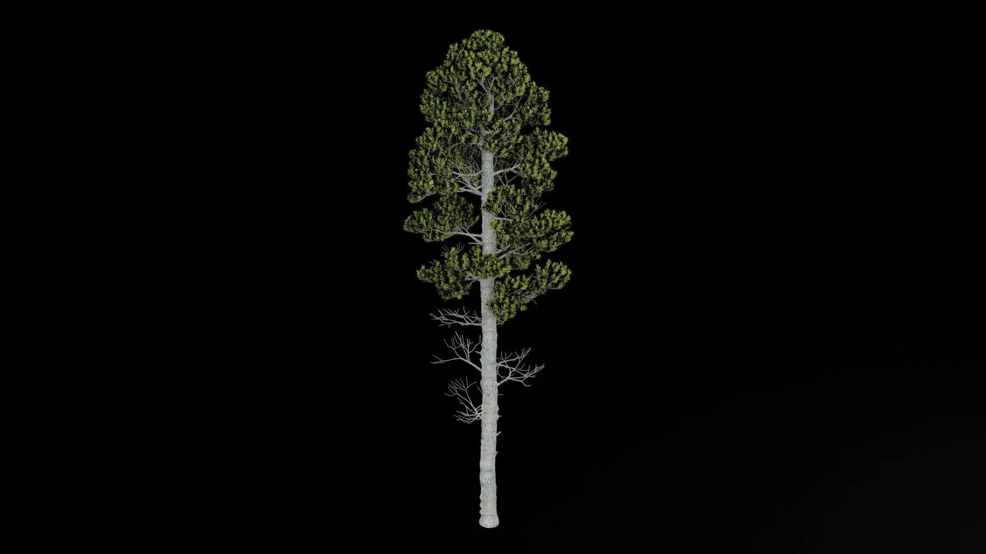 Pine Tree with Leaves Low-poly 3D model_7
