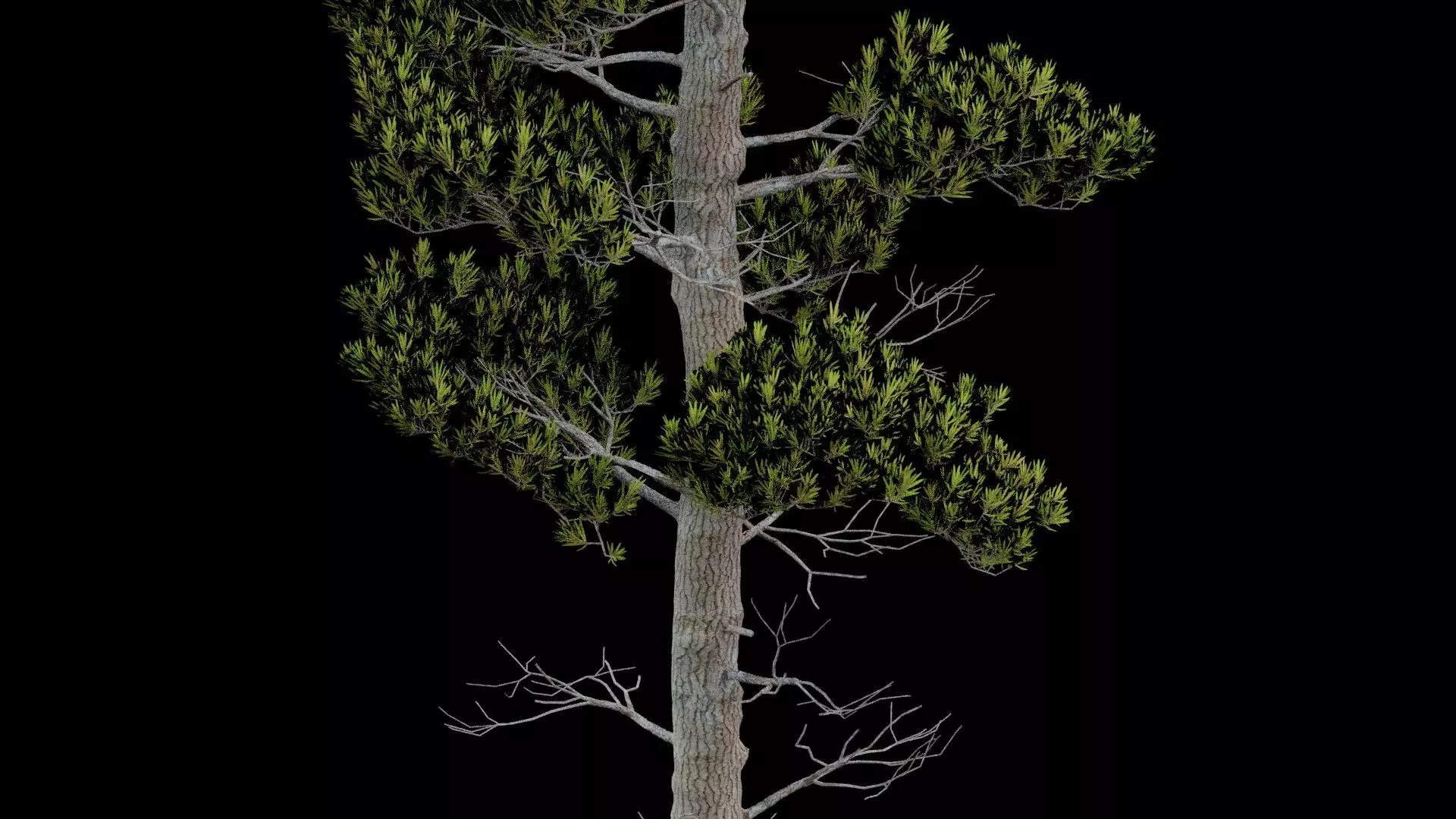 Pine Tree with Leaves Low-poly 3D model_2