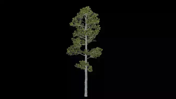 Pine Tree With Leaves